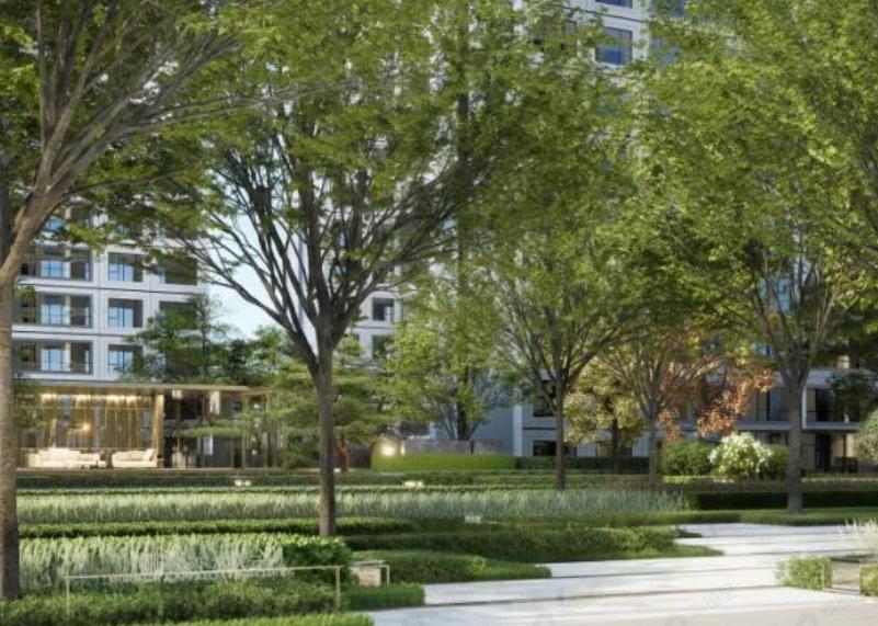 白桦林境效果图